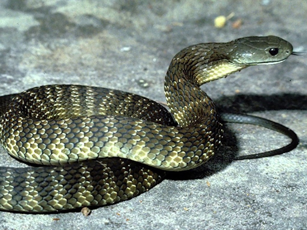 Читать змей 2. Змеи Карпатские. Индонезийский полоз фото.