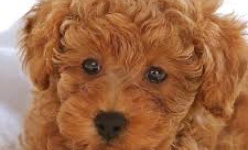 Милая собака, хозяева которой умерли от коронавируса, нашла новый дом: трогательное видео