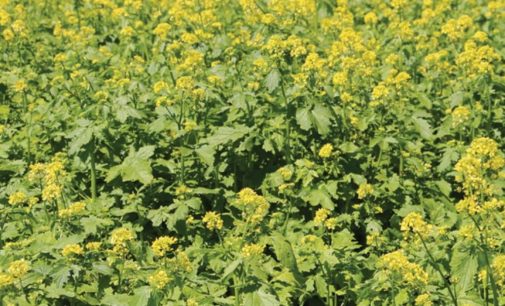 Названа горькая приправа, которая сохранит женскую красоту