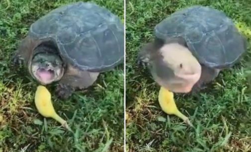 Разъяренная черепаха обратила в бегство незадачливую туристку