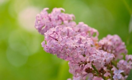 Прогноз погоды на 8 мая: В Украине облачно с прояснениями, днем до +17 °С