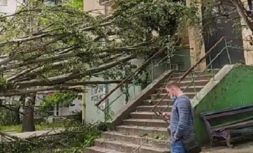 В Запорожье тополь рухнул на машину и повредил жилой дом