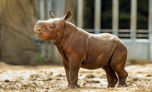 Розовый малыш: Маленький сиротка-носорог из Кении покорил Сеть