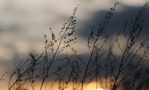 Погода на 13 мая: в Украине днем будет тепло, ночью ожидаются заморозки