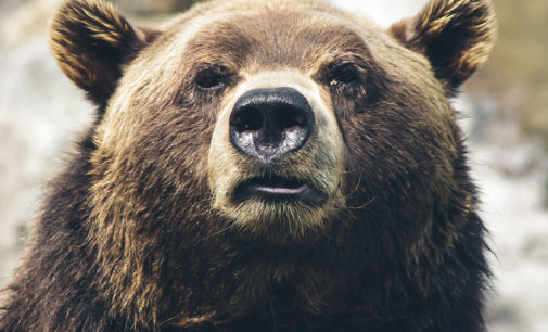 В США медведь с подельниками ограбили дом ради арахисового масла и чипсов