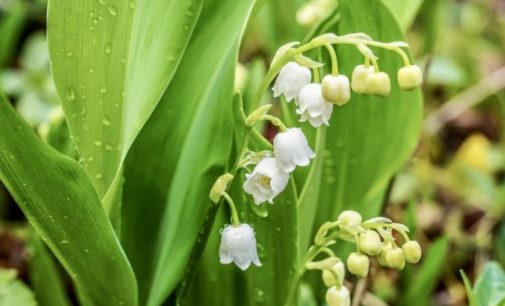Синоптик:  14 мая украинцев ждет температурный контраст — от 9 градусов тепла  до 29 градусов жары 
