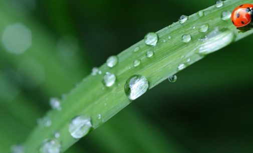 Погода на 15 мая: на западе и юге Украины ожидаются дожди