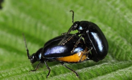 Норвежские ученые выяснили, почему у жуков разная длина половых органов