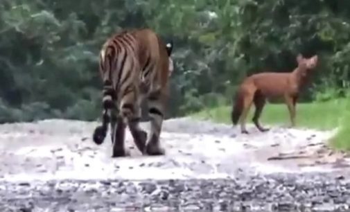 «Дикая природа»: тигр устроил погоню за красным волком