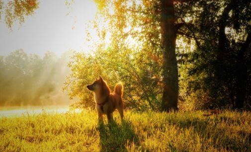 Синоптик: 16 мая в Украине будет тепло и преимущественно сухо (КАРТЫ)