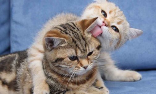 «Какая же милота»: Влюбленные кот с кошкой и их котята попали на видео