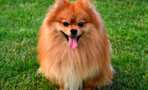 Маленький тиран: Непростые взаимоотношения шпица и гигантского кота попали на видео