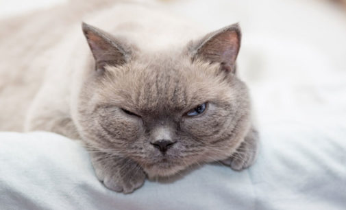 Две кошки и три собаки окружили заснувшего на диване мальчика