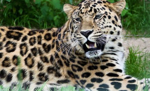 Добыча стала другом: В Индии собака и леопард провели вместе 7 часов в глубокой яме