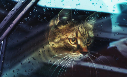 Синоптик: 17 мая в Украине будет умеренно тепло и дождливо (КАРТЫ)