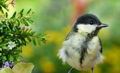 Прогноз погоды на 18 мая: В Украине облачно с прояснениями, днем до +22 °С