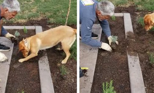 Пес помог пожилому хозяину копать грядки