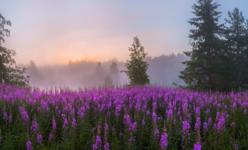 Погода на 19 мая: на Буковине будет жарко, в Сумской и Харьковской областях похолодает
